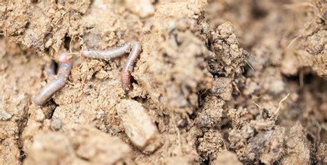 Quest Ce Quun Sol Vivant Pour Une Agriculture Du Vivant