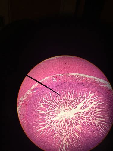 Histology Duodenum Slide Flashcards Quizlet