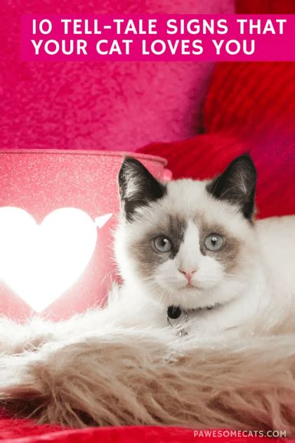 10 Tell Tale Signs That Your Cat Loves You