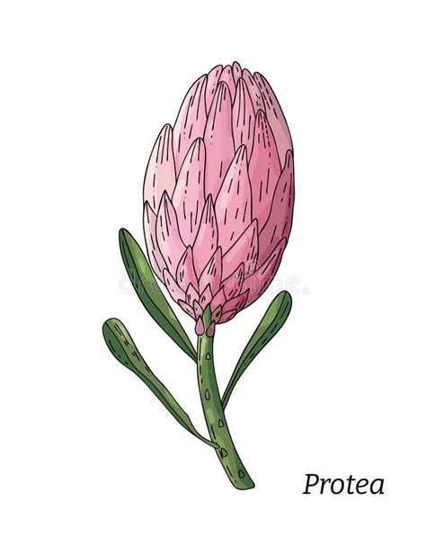 Realistic Hand Drawn Vector Illustration Of Prothea Flower Bud