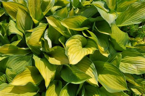 Hosta Hybride Gold Standard Kwekerij De Boever