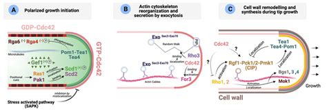 Role Of Rho Gtpases During S Pombe Polarized Growth Adapted From