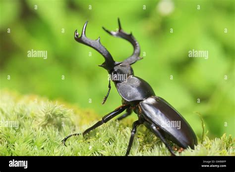 Taiwan Deer Stag Beetle Rhaetulus Crenatus Crenatus In Taiwan Stock