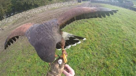 Hunting With Harris Hawks 2019 Kayla Is Tuning Up Youtube