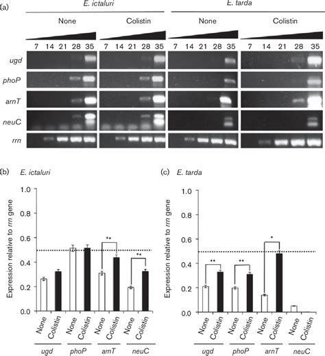 Figure From Mechanisms Of Intrinsic Resistance To Antimicrobial