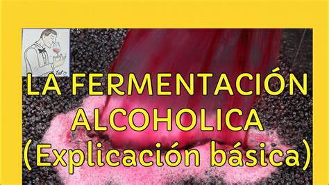 La Fermentaci N Alcoholica Explicaci N B Sica Paso A Paso Youtube