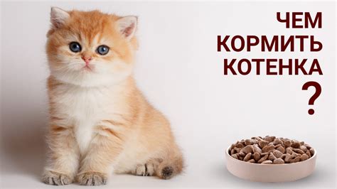 Чем кормить котенка - YouTube