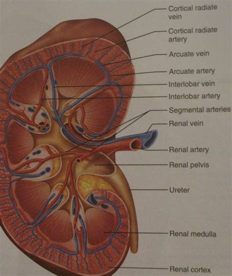 Kidney Anatomy Diagram Labeled