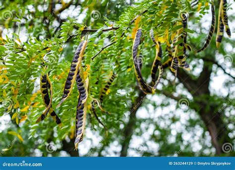 Acacia Tree Acacia Seed Pod On Tree In Autumn Stock Image Image Of Beautiful Mimosa 263244129