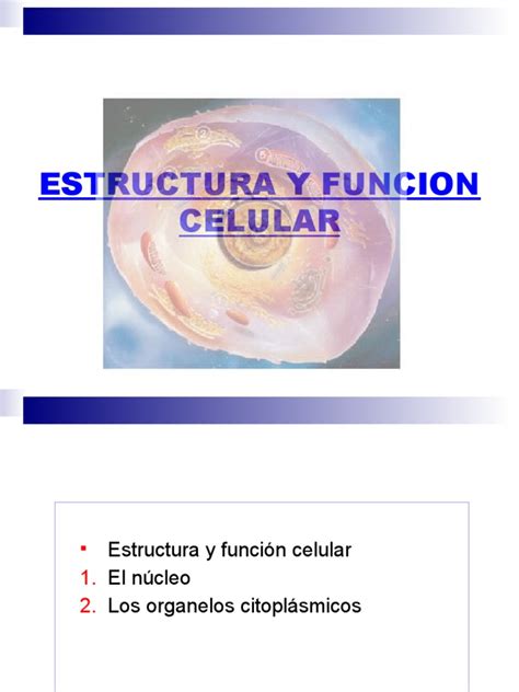 Estructura Y Función Pdf Citoplasma Biología Celular