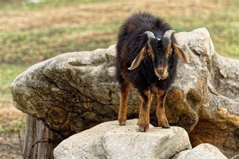 Spanish Goat Breed Profile: An Expert Survivor - Goat Journal