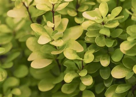 Berberis thunbergii Grüne Heckenberberitze