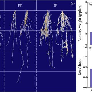 Root Morphology A Root Dry Weight B And Root Shoot Ratio C Of