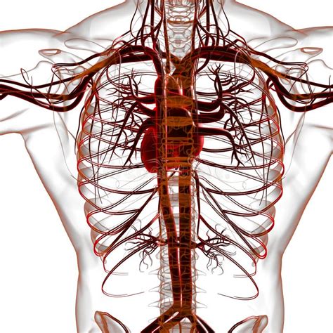 Cuore Umano Con Anatomia Del Sistema Circolatorio Per Concetto Medico