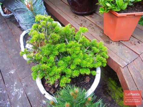 Пихта сибирская (Abies sibirica) — описание, выращивание, фото | на ...