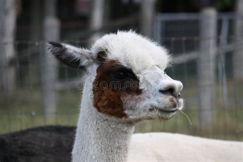 Cute Alpaca Portrait Looking At Camera With White Face And Beige