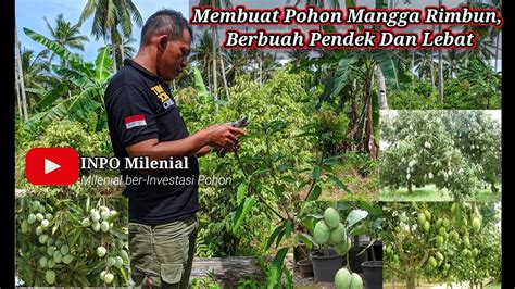 Cara Membuat Pohon Mangga Rimbun Berbuah Pendek Dan Lebat Youtube