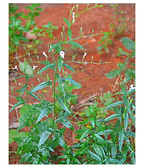 Kapebonavista Andrographis Paniculata Six Month Plant Raw Herbs 1 No S