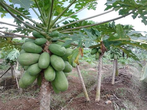 Gambar Pohon Pepaya Untuk Anak Tk Sinau