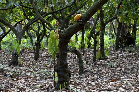 Agroecologia Impulsiona Produ O De Cacau