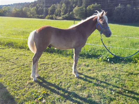 Navajo Haflinger Hengst Fuchs Pferd Austria