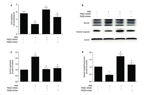 Pkc Activation Reduces Early Apoptosis Of Cmecs A The Number Of