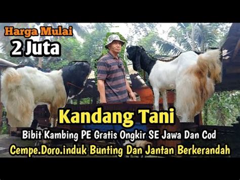 Mulai 2 Juta Bibit Kambing PE Kaligesing Gratis Ongkir SE Jawa