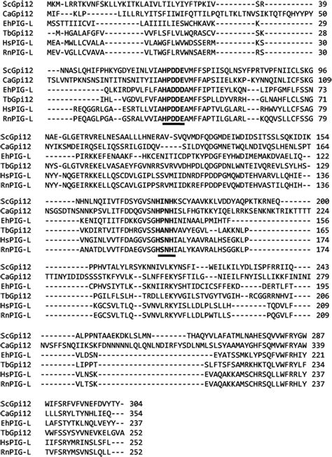 In Silico Analysis Of Scgpi12 Multiple Sequence Alignment Of S