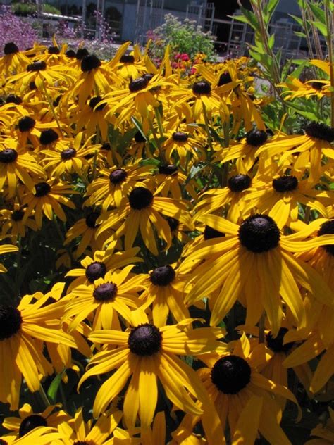 Zonnehoed Rudbeckia Fulgida Var Sullivantii Goldsturm Planten