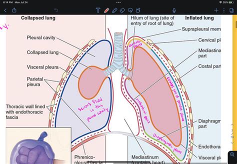 Exam Respiratory Anatomy Gross Anatomy Ii Flashcards Quizlet