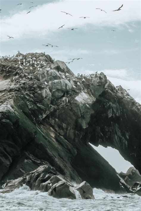 Bretagne Les Sept îles paradis des oiseaux marins Cote de granit