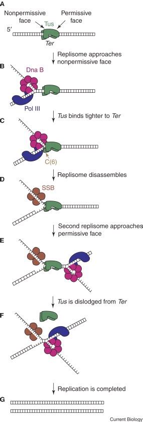 Dna Replication Prokaryotes The Biotech Notes