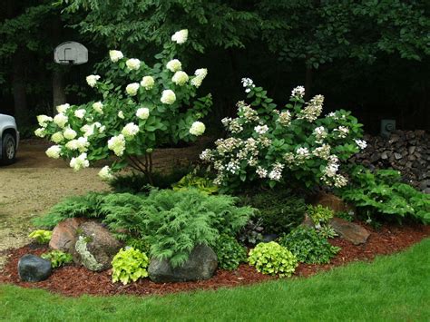 Hydrangea Trees - Knecht's Nurseries & Landscaping | Hydrangea garden ...
