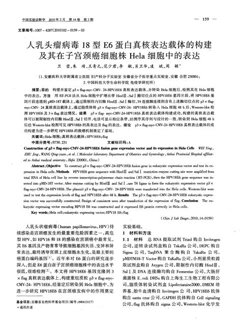 人乳头瘤病毒18型e6蛋白真核表达载体的构建及其在子宫颈癌细胞株hela细胞中的表达 Word文档免费下载 亿佰文档网