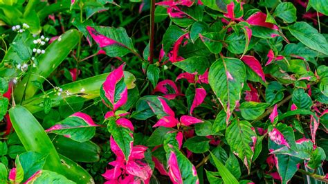 beautiful and stunning red leaves as background 19558026 Stock Photo at ...