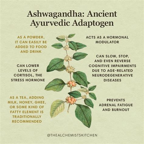 Ashwagandha Ancient Ayurvedic Adaptogen The Alchemists Kitchen