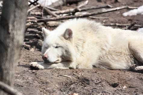 White Wolf Sleeping by Jisei on DeviantArt