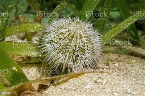 Green Sea Urchin Underwater Caribbean Sea Stock Photo Download Image