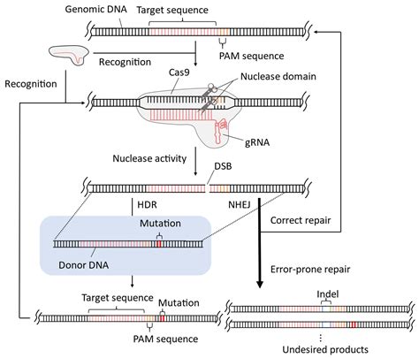 Overcoming The Limitations Of Crispr Cas9 Systems In Saccharomyces Cerevisiae Off Target