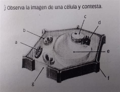 Escribe El Nombre De Las Estructuras Se Aladas Se Ala Bien Las