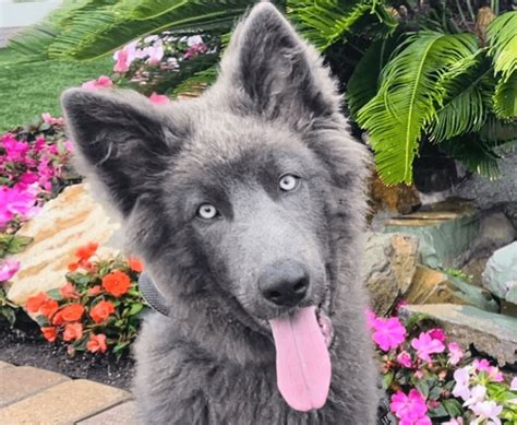 Blue Bay Shepherd: Everything You Need To Know - Marvelous Dogs