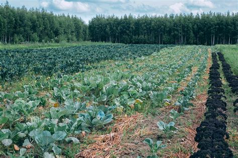 Cabbage Farm Photos, Download The BEST Free Cabbage Farm Stock Photos & HD Images