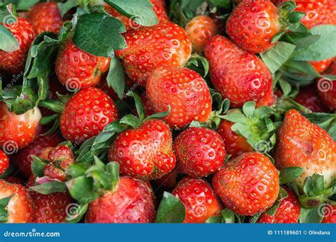 Heap Of Ripe Freshly Picked Organic Strawberries With Green Leaves At