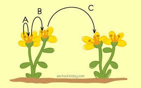 WHAT IS POLLINATION- PROCESS & MECHANISM - Agriculture Wale