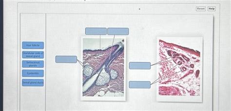 Solved Hair Follicle Glandular Cells Of Sweat Gland Chegg