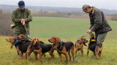 Le quatrième brevet de chasse au lièvre se prépare ladepeche fr