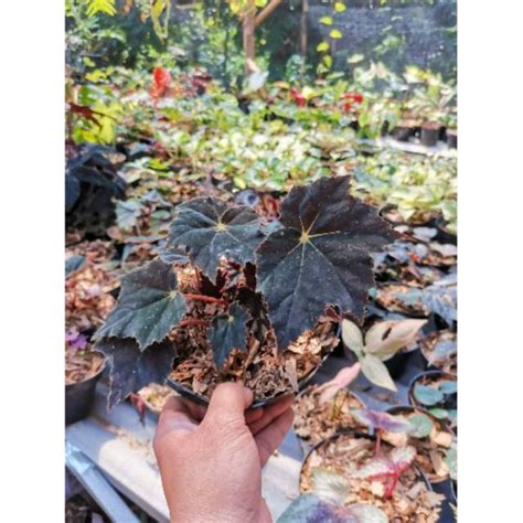 Jual Tanaman Hias Begonia Big Black Star Di Lapak Kebun Pa Tani Bukalapak