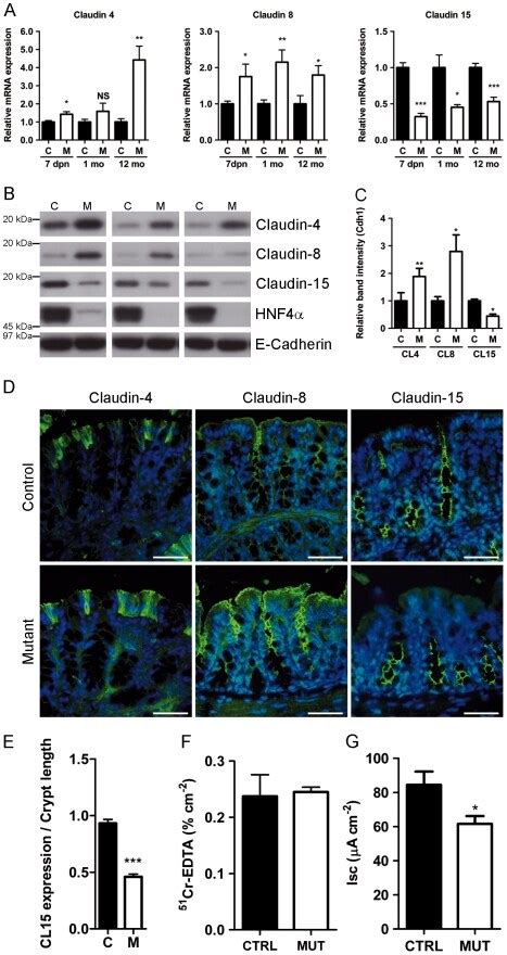 Claudin 8 Antibody 40 0700z