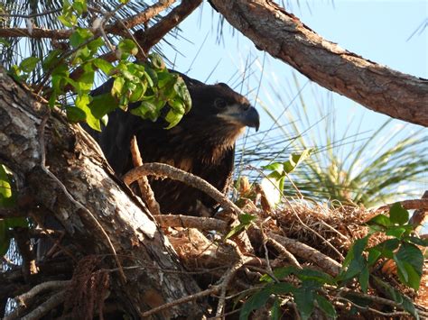 Bird & Travel Photos, Birding Sites, Bird Information: EAGLET IN NEST (AERIE), SUGDEN REGIONAL ...