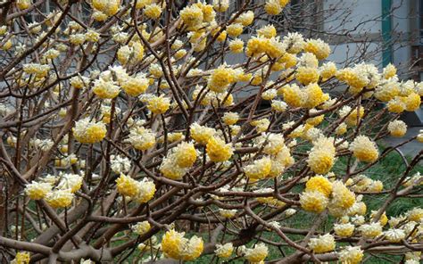 Buy Edgeworthia chrysantha Paper Bush | FREE SHIPPING | Wilson Bros ...